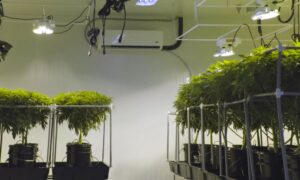 Por qué necesita un sistema Mini Split en su cuarto de cultivo